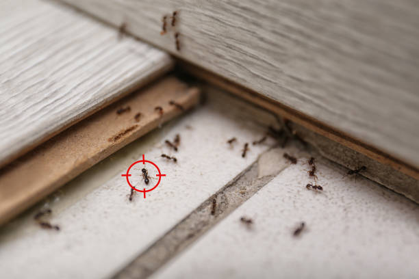 Best Pest Control for Homes  in Farngton Hills, MI