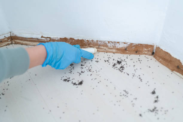 Best Ant Control Services  in Farngton Hills, MI